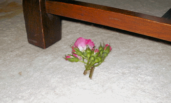 the disappearing roses, discovered on the carpet in the dining room