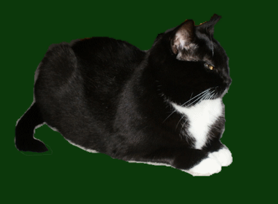 Cat Yoga Sphynx Pose