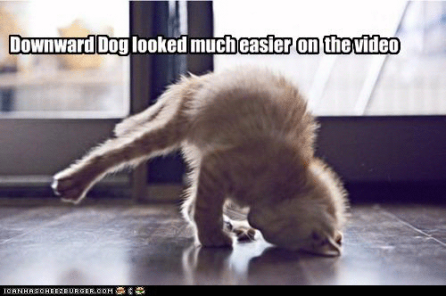 Flick-Dot-Buzz Fav LOL Cats: downward dog kitty