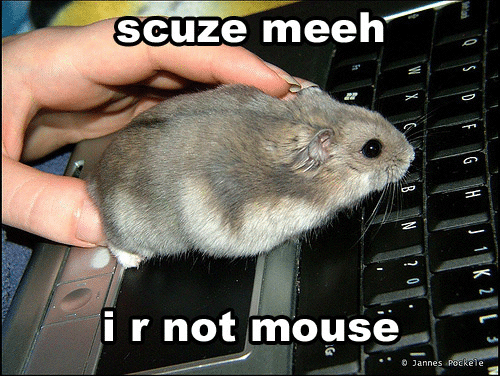 Flick-Dot-Buzz Fav LOL Cats: Not ur Mouse