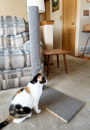 Photo of the completed scratching post, modeled by Cali the post-designers cat