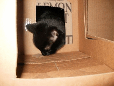 cats love boxes
