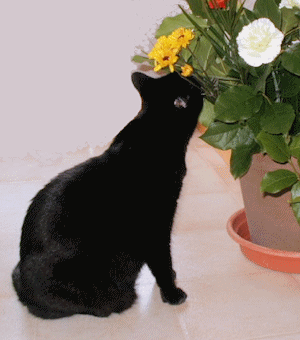 Cat Florist