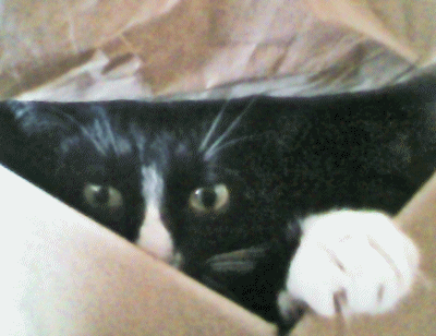 cat hides in a box