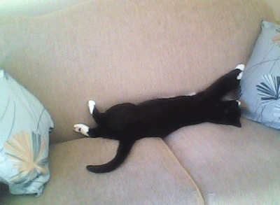 cat needs whole couch