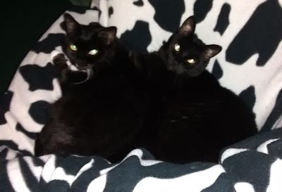 2 black cats photo