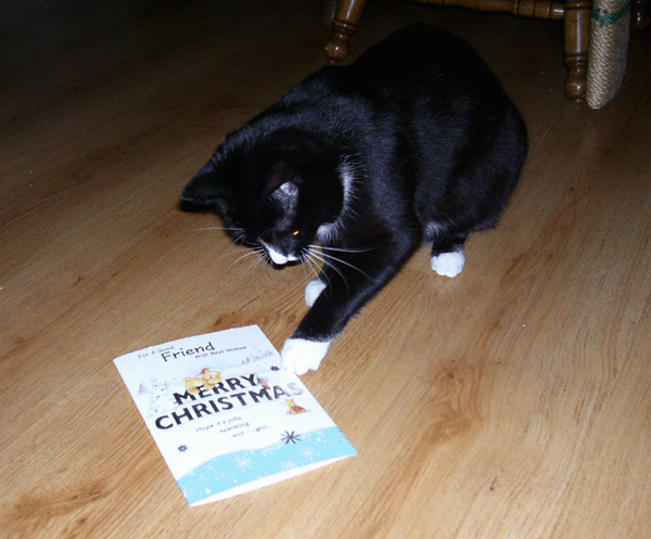 December 2010 Flick first christmas card!